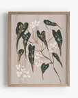 Begonia Plant Art Print